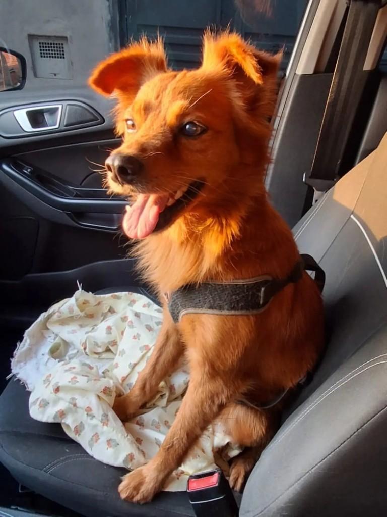 Doguinho, cachorro de porte médio para adoção em Matão - SP