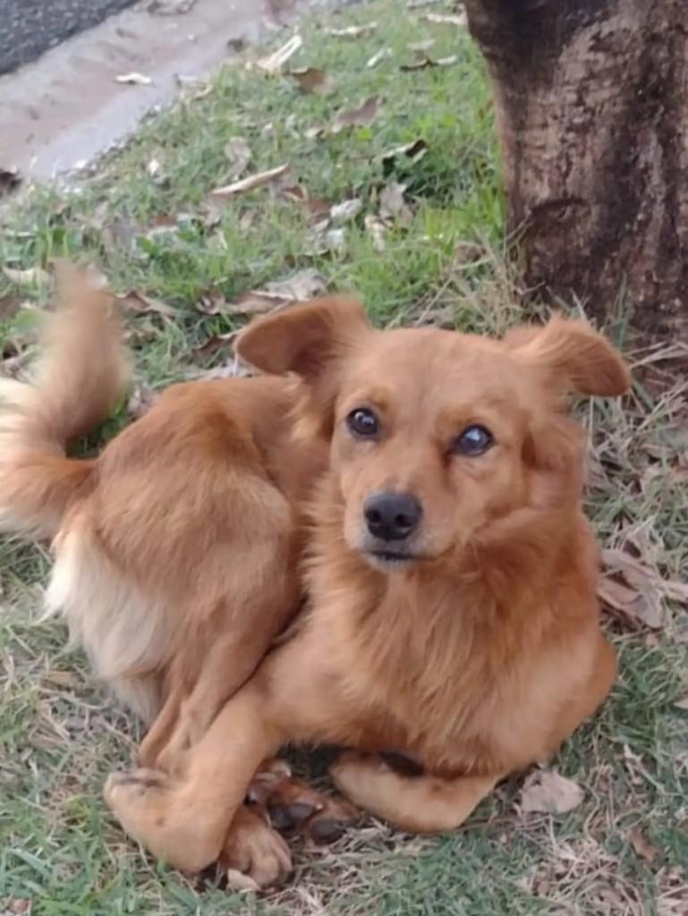 Doguinho, cachorro de porte médio para adoção em Matão - SP — foto 2 de 6