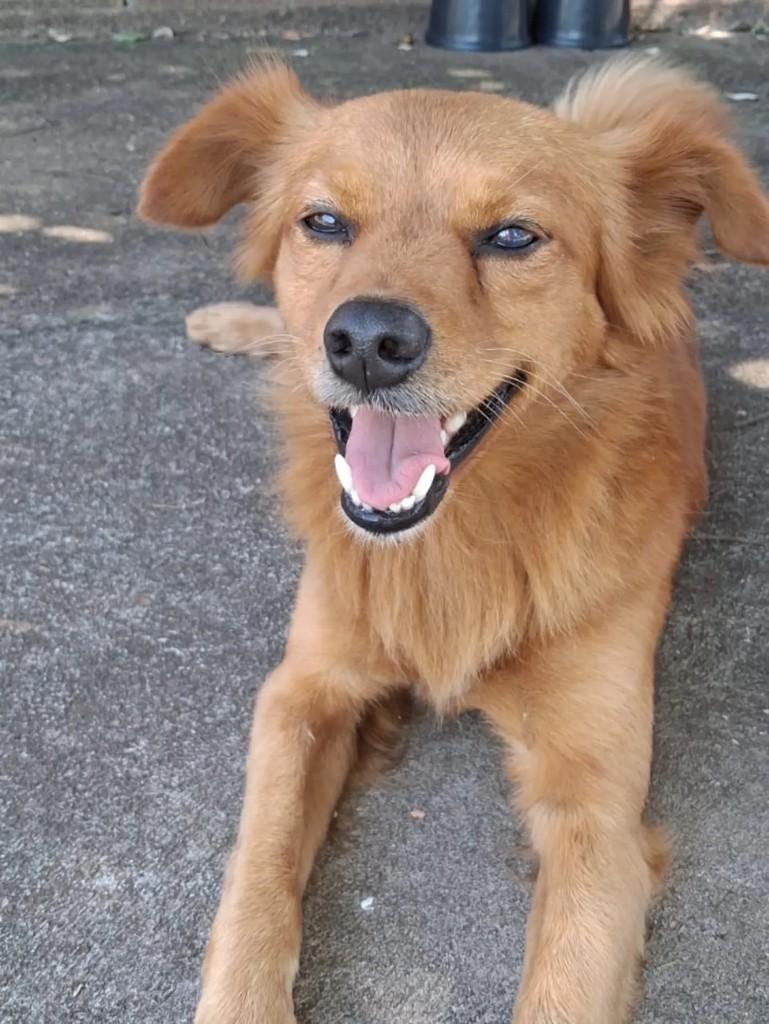 Doguinho, cachorro de porte médio para adoção em Matão - SP — foto 3 de 6