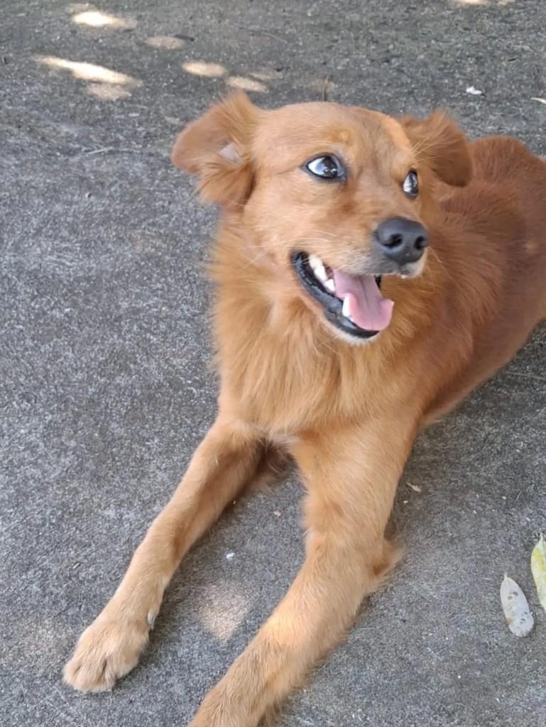 Doguinho, cachorro de porte médio para adoção em Matão - SP — foto 4 de 6