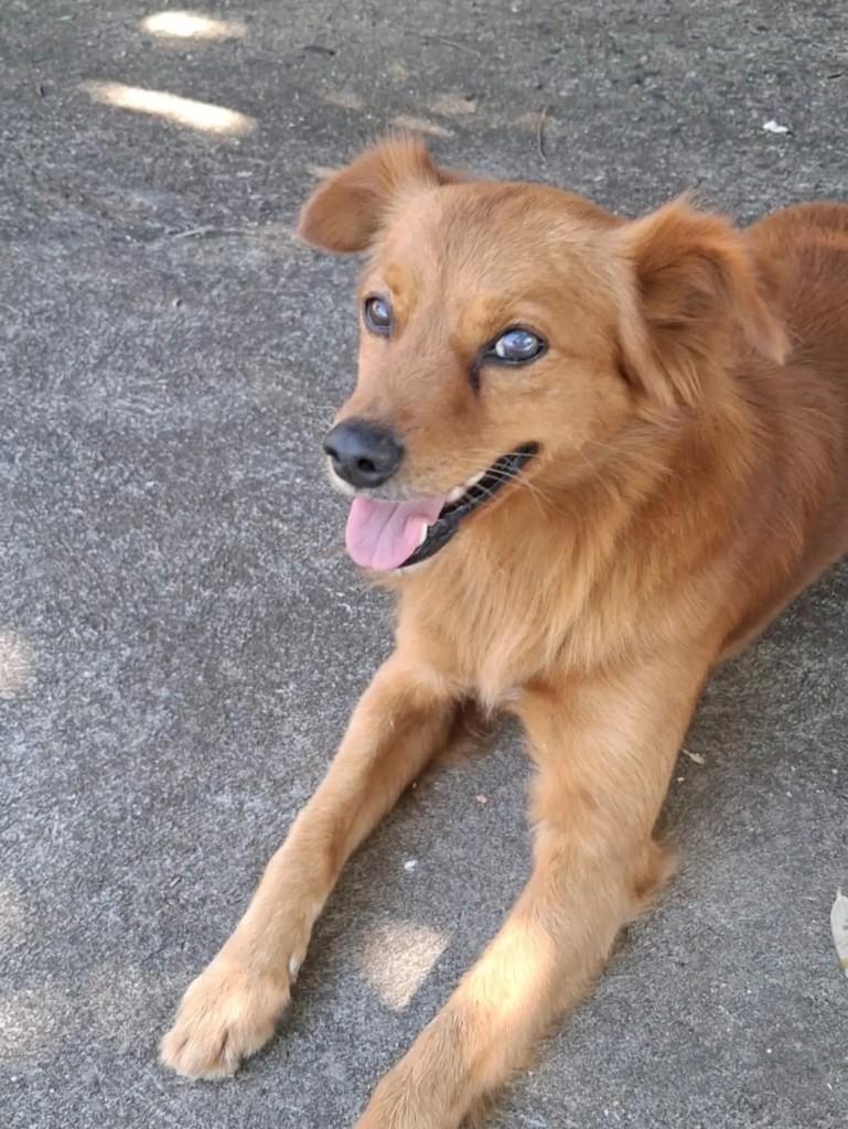 Doguinho, cachorro de porte médio para adoção em Matão - SP — foto 5 de 6