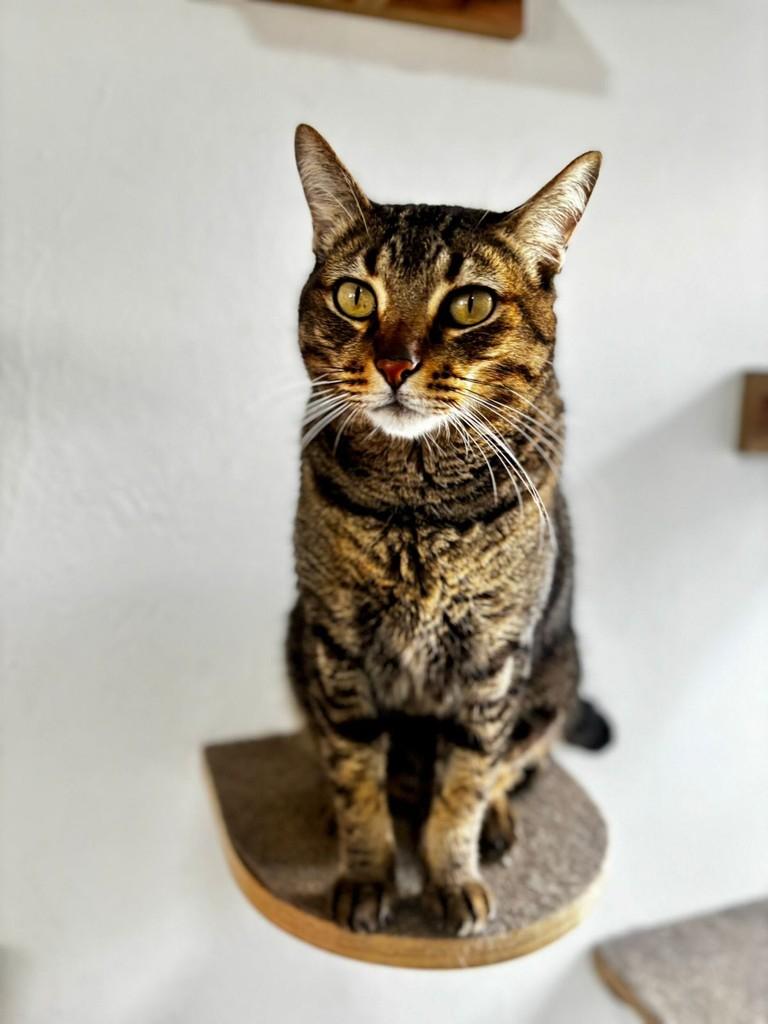 Cícero, gato de porte médio para adoção em São Paulo - SP