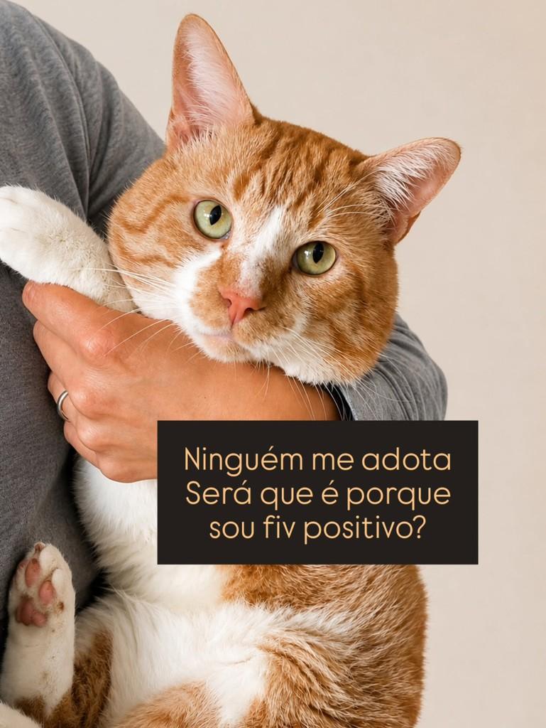 Bob, gato para adoção em São Paulo - SP