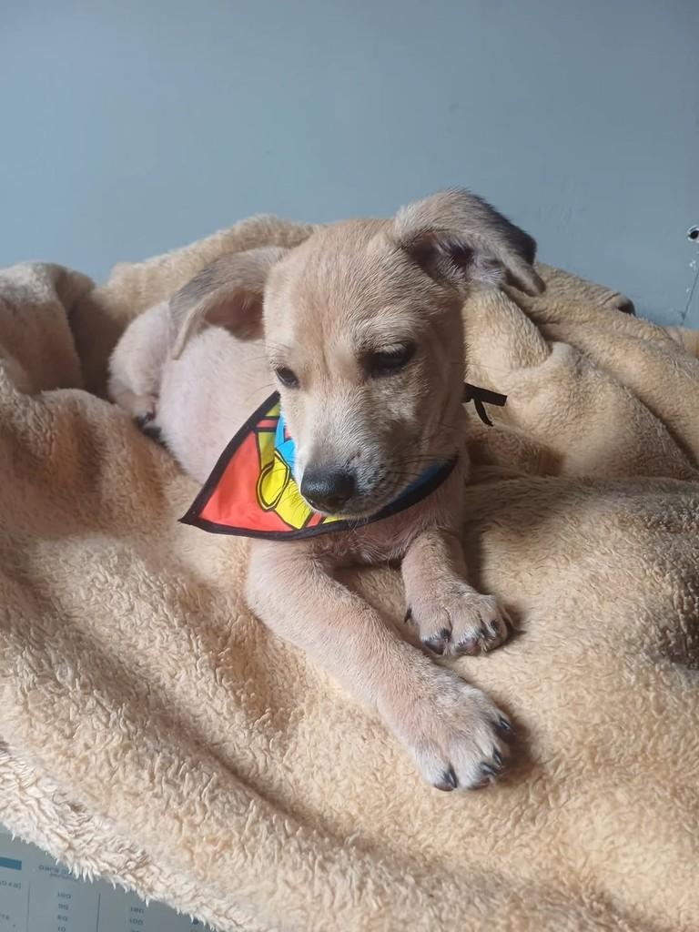 Limão, cachorro de porte pequeno para adoção em Porto Alegre - RS
