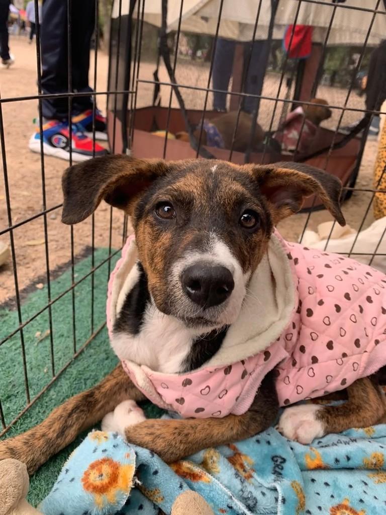 Luizinha, cachorro de porte médio para adoção em Porto Alegre - RS