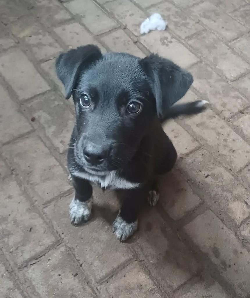 Black, cachorro de porte médio para adoção em Porto Alegre - RS