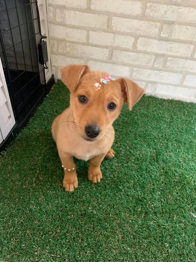 Madonna, cachorro de porte pequeno para adoção em Porto Alegre - RS
