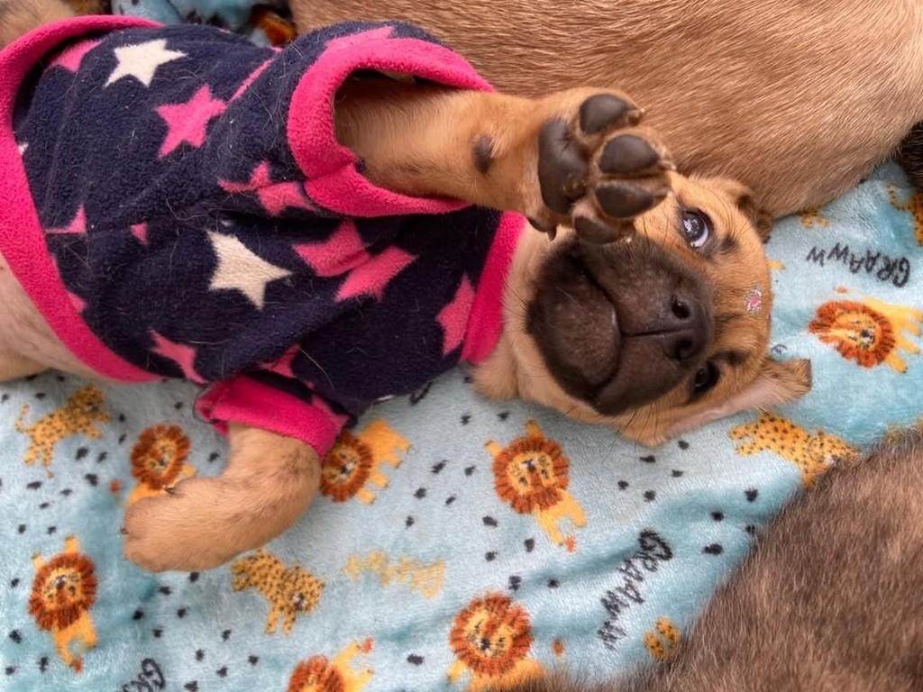 Sharpay, cadela de porte médio para adoção em Porto Alegre - RS