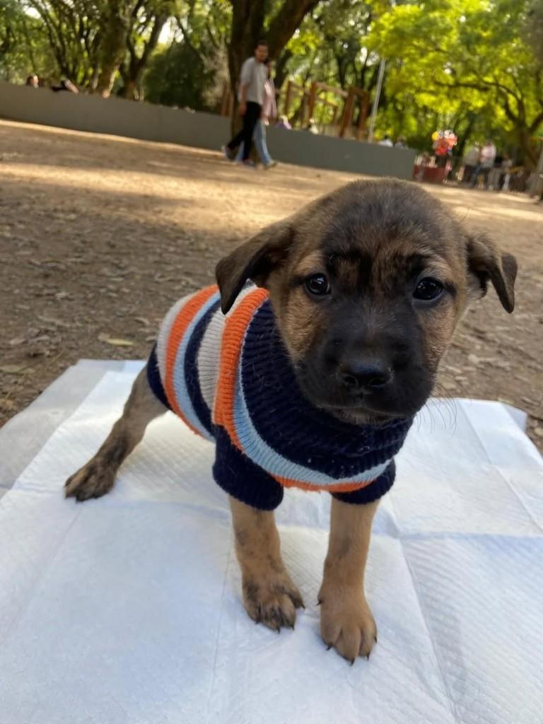 Chad, cachorro de porte pequeno para adoção em Porto Alegre - RS