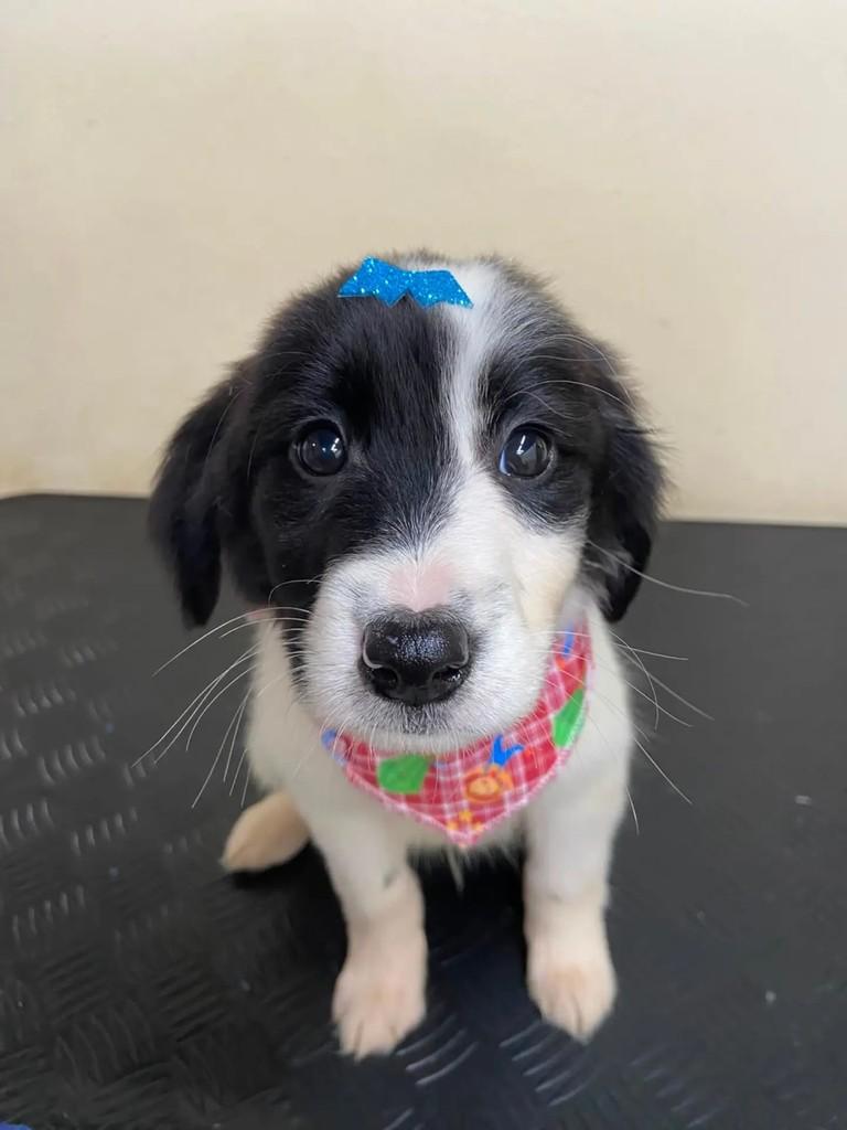 Beethoven, cachorro de porte médio para adoção em Porto Alegre - RS