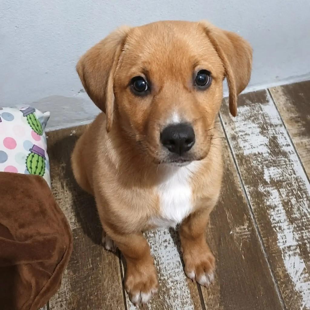 Diego, cachorro de porte pequeno para adoção em Porto Alegre - RS