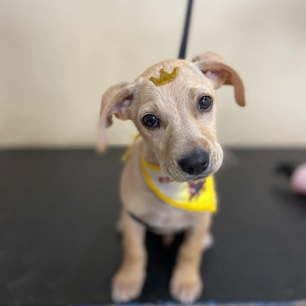 Pitoco, cachorro de porte pequeno para adoção em Porto Alegre - RS