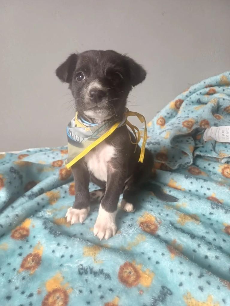 Toquinho, cachorro de porte pequeno para adoção em Porto Alegre - RS