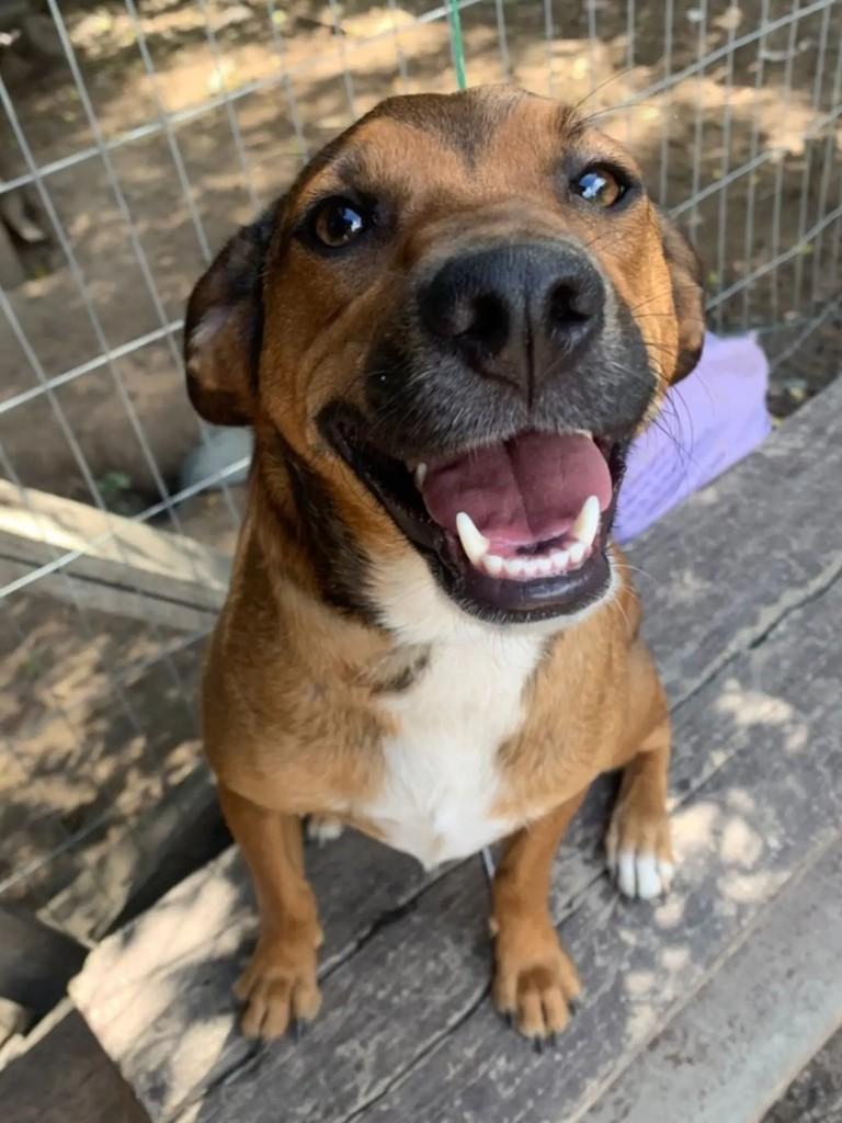 Marcelina, cachorro de porte médio para adoção em Porto Alegre - RS