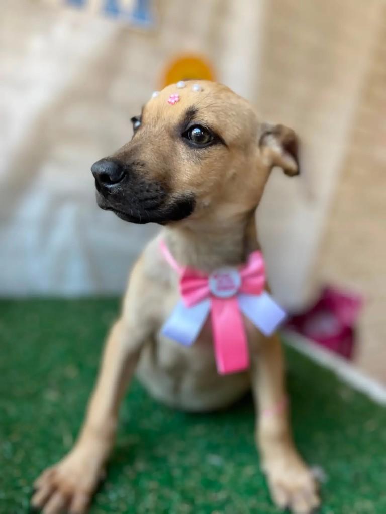Petunia, cadela de porte médio para adoção em Porto Alegre - RS