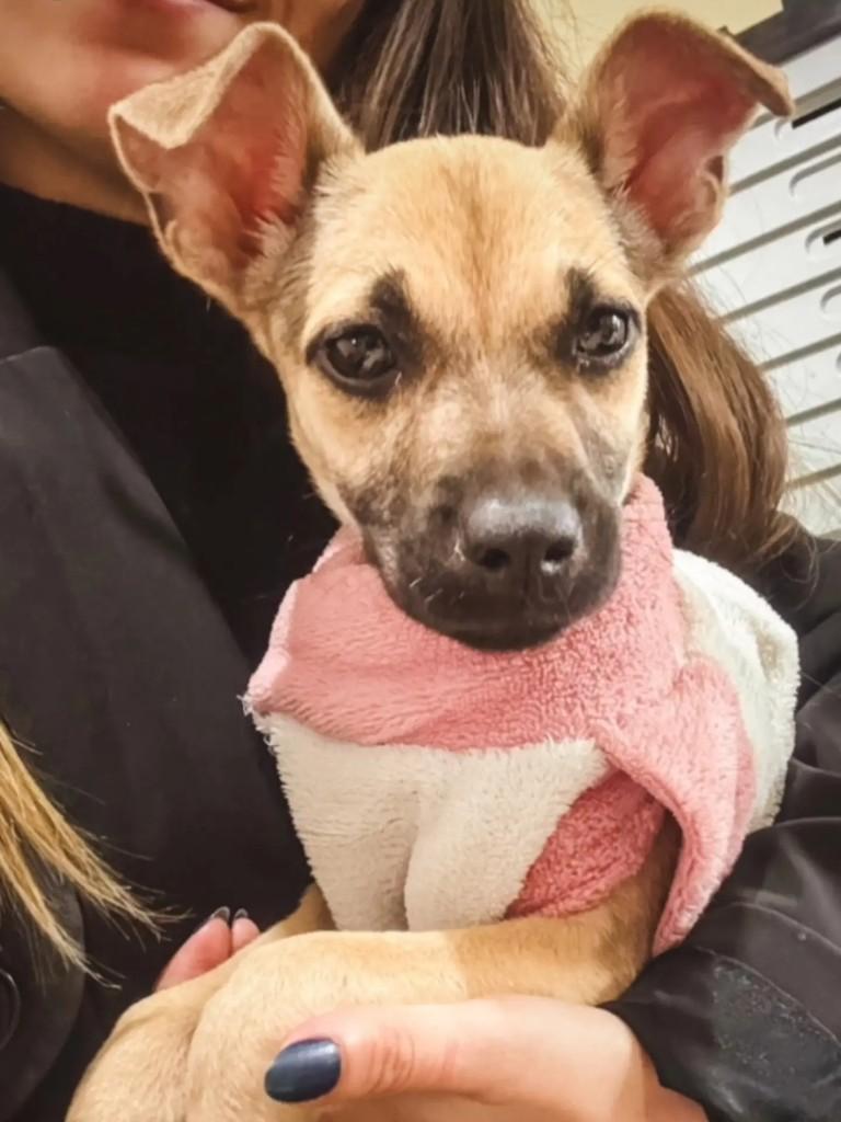 Jasmin, cachorro de porte pequeno para adoção em Porto Alegre - RS