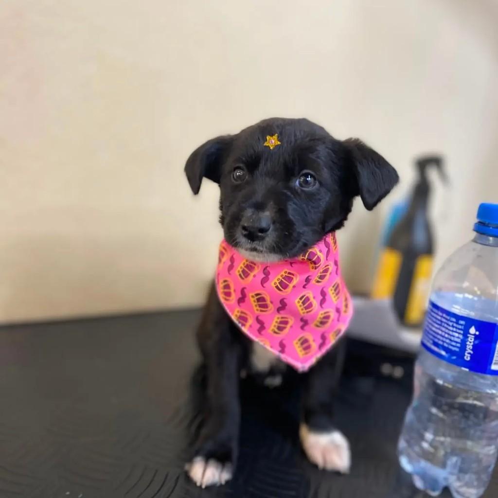 Ana, cachorro de porte pequeno para adoção em Porto Alegre - RS