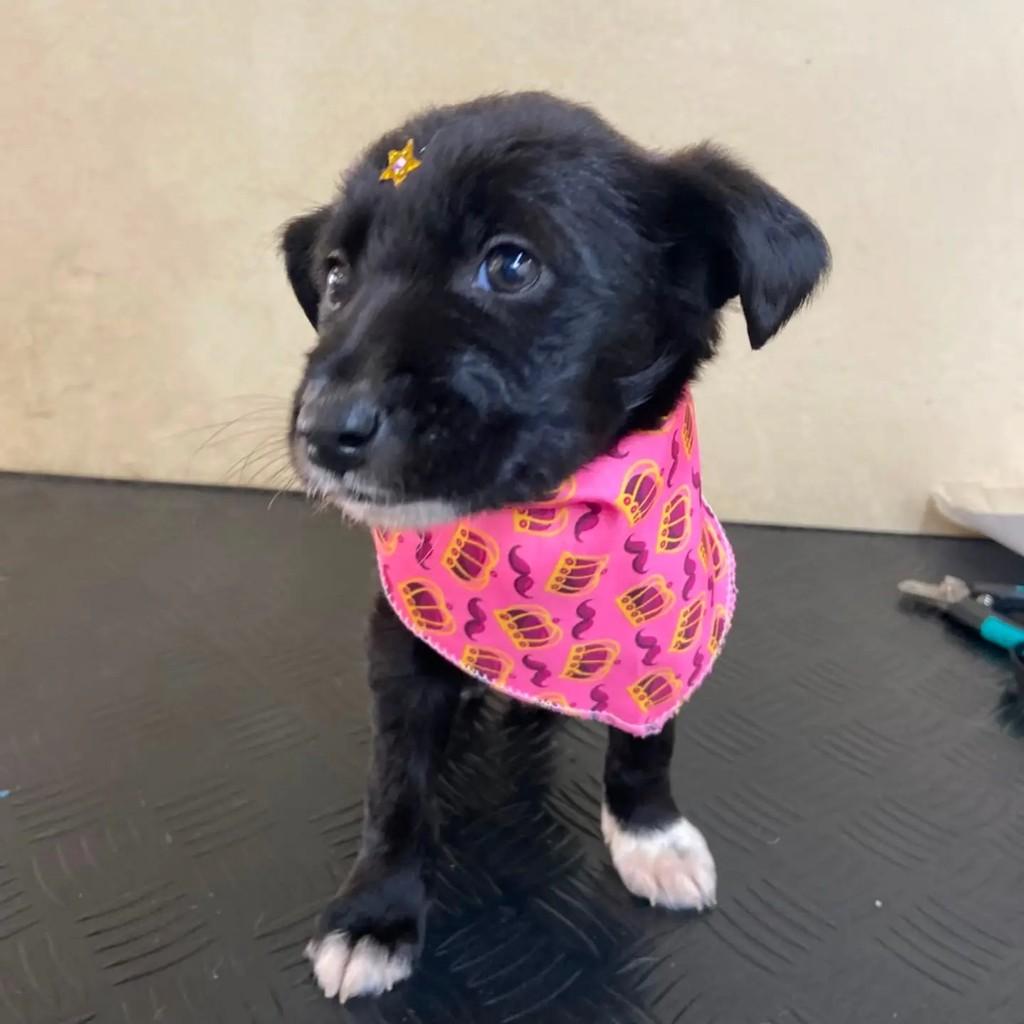 Ana, cachorro de porte pequeno para adoção em Porto Alegre - RS — foto 2 de 2