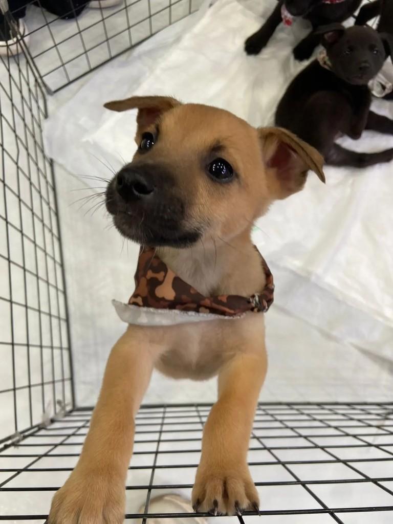 Farofa, cachorro de porte médio para adoção em Porto Alegre - RS