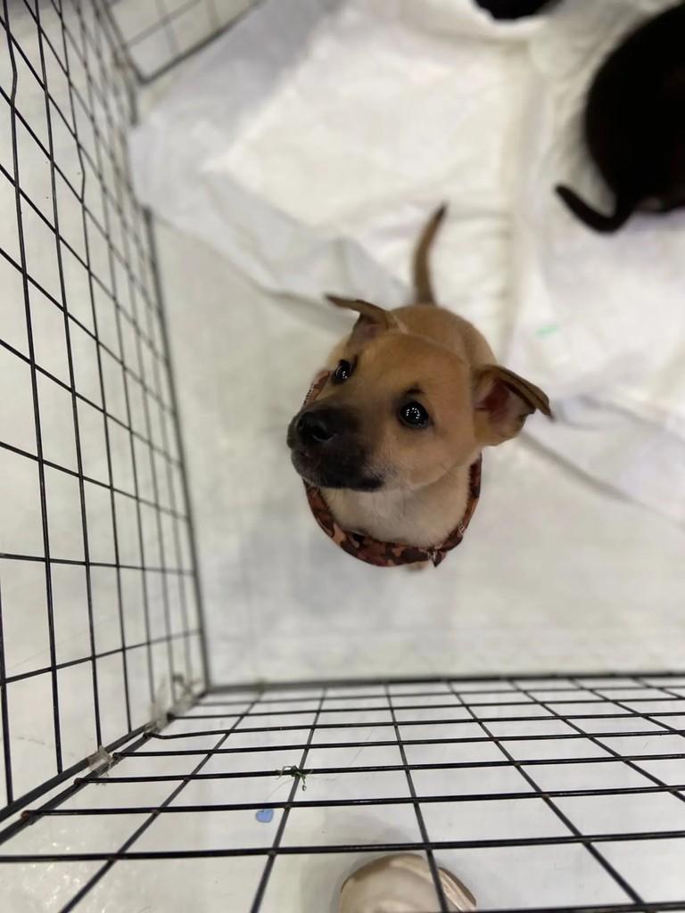 Farofa, cachorro de porte médio para adoção em Porto Alegre - RS — foto 2 de 3