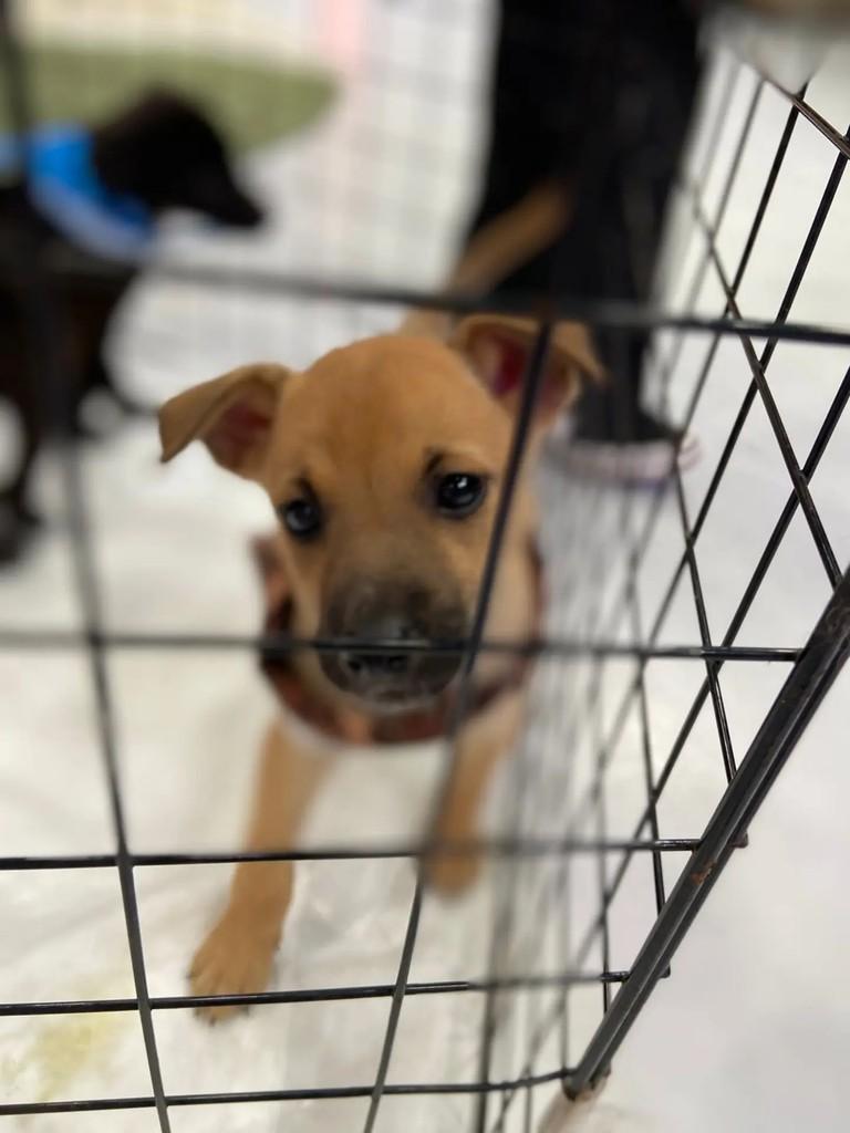 Farofa, cachorro de porte médio para adoção em Porto Alegre - RS — foto 3 de 3