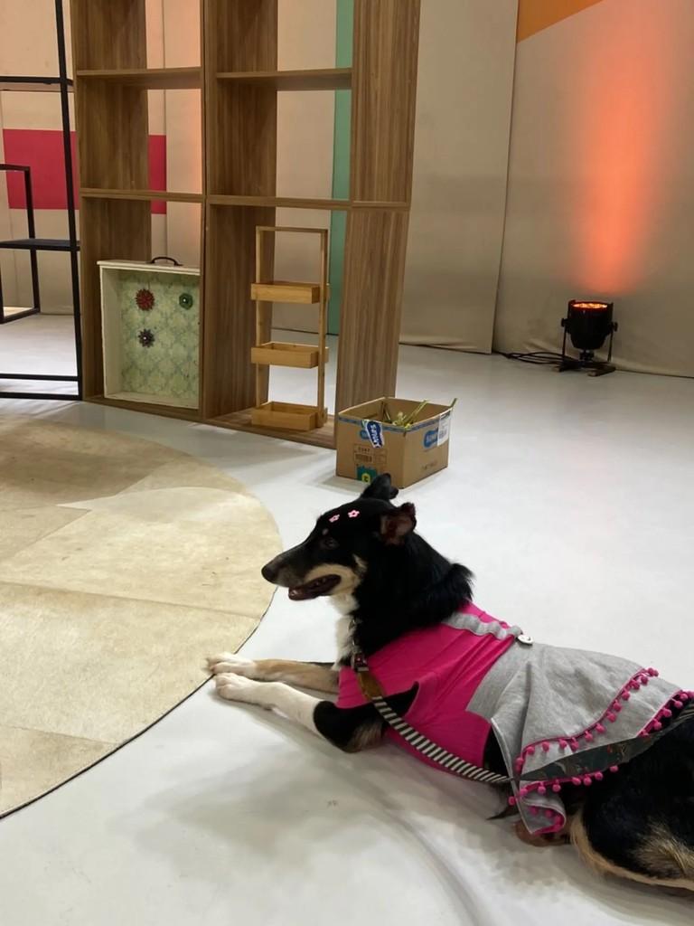 Dalila, cachorro de porte médio para adoção em Porto Alegre - RS