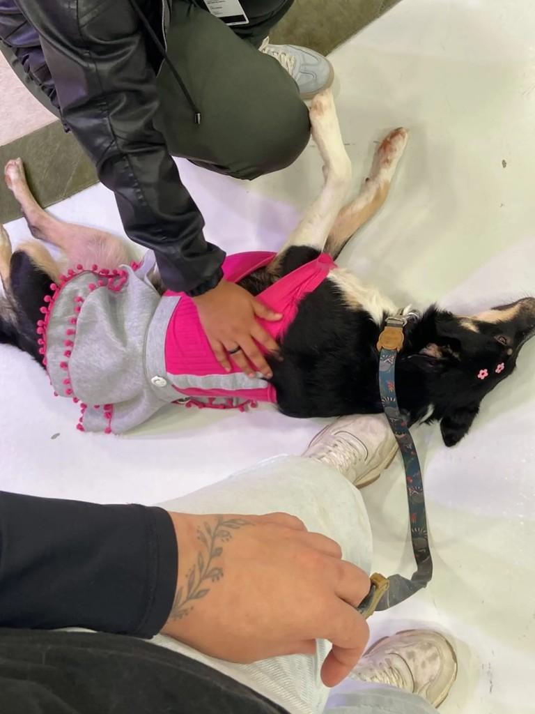 Dalila, cachorro de porte médio para adoção em Porto Alegre - RS — foto 2 de 2