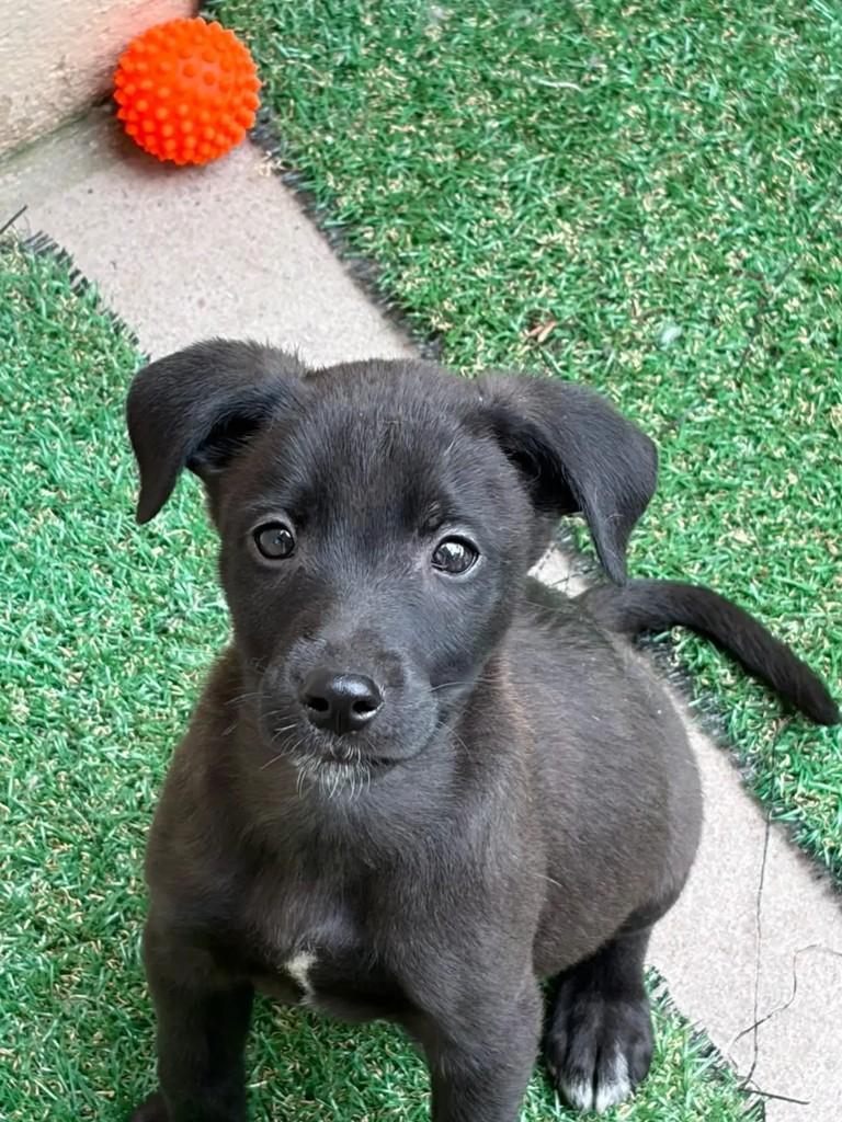Café, cachorro de porte pequeno para adoção em Porto Alegre - RS