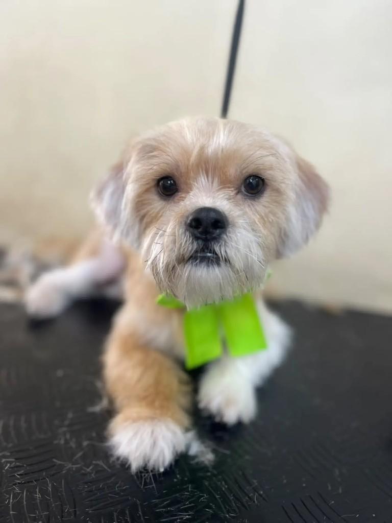 Lipe, cachorro de porte pequeno para adoção em Porto Alegre - RS