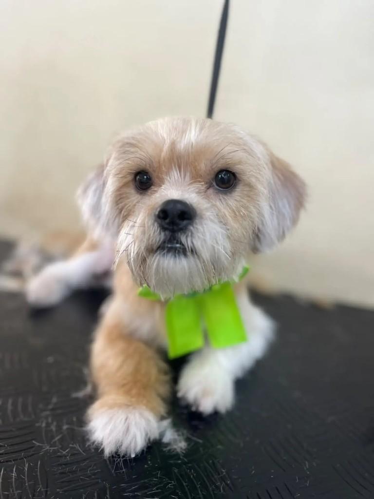 Lipe, cachorro de porte pequeno para adoção em Porto Alegre - RS — foto 2 de 2