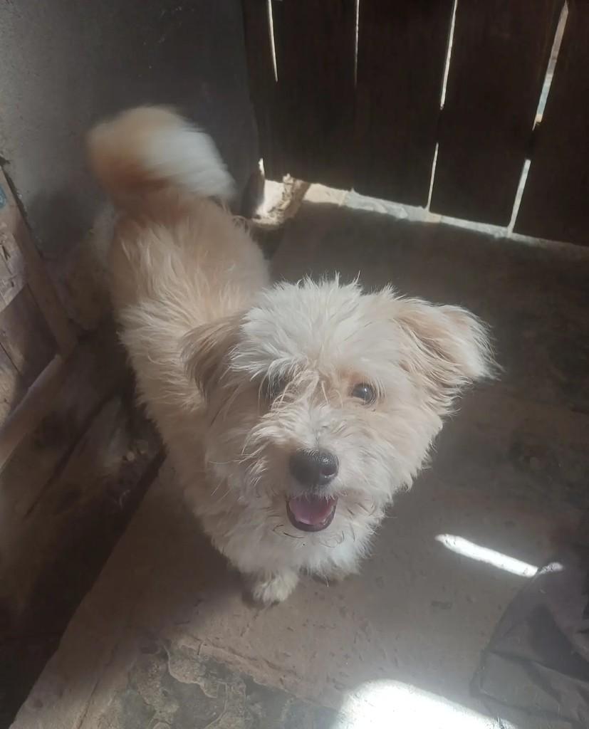 Tobias, cachorro de porte pequeno para adoção em Porto Alegre - RS