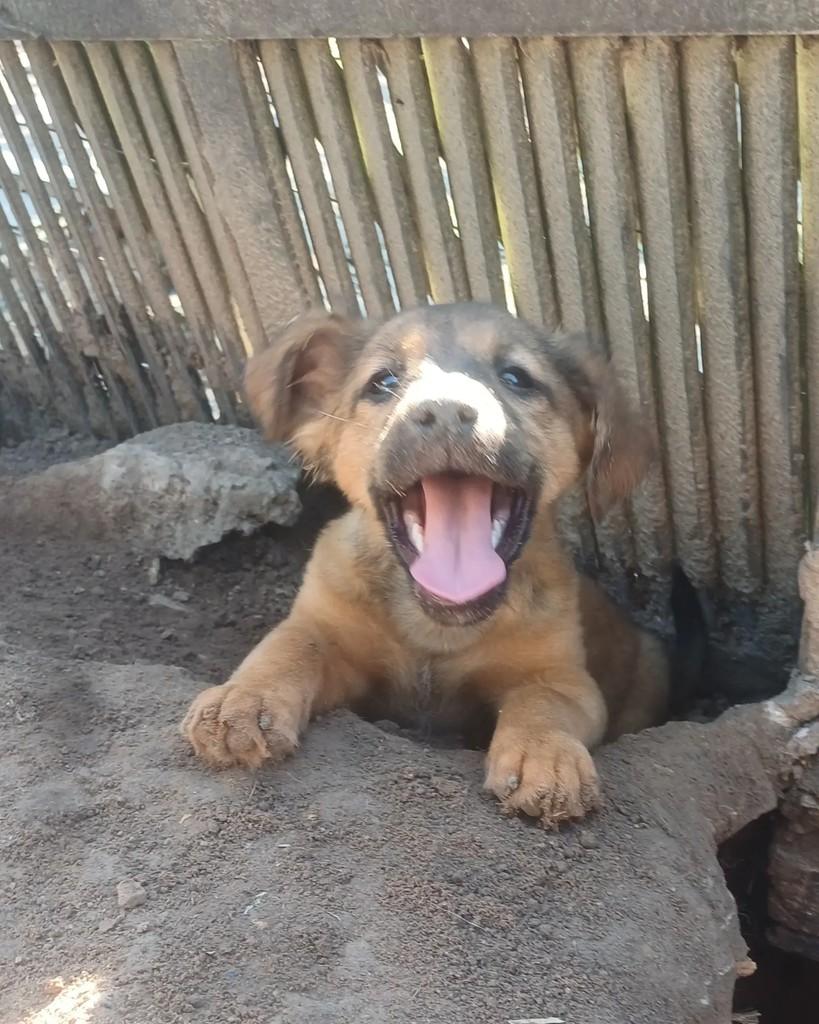 Zuma, cachorro de porte pequeno para adoção em Porto Alegre - RS