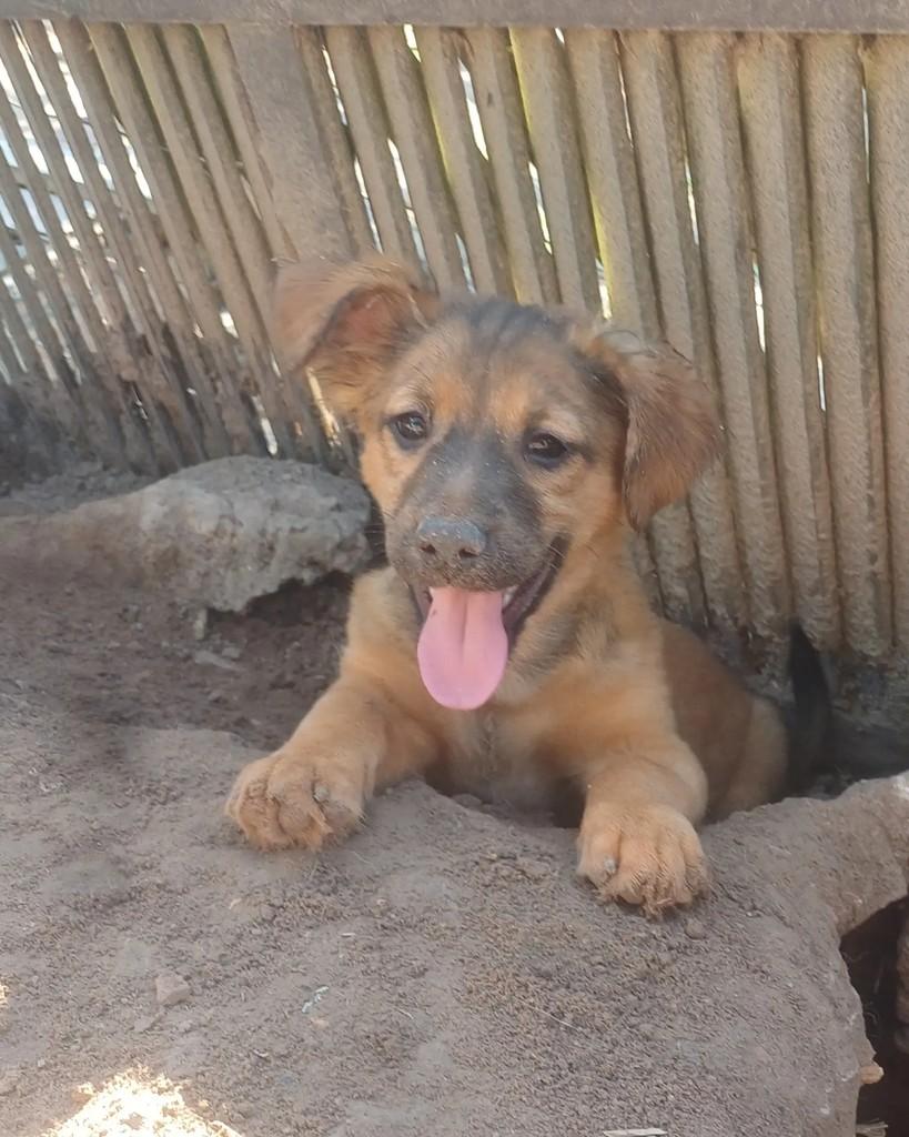 Zuma, cachorro de porte pequeno para adoção em Porto Alegre - RS — foto 2 de 2