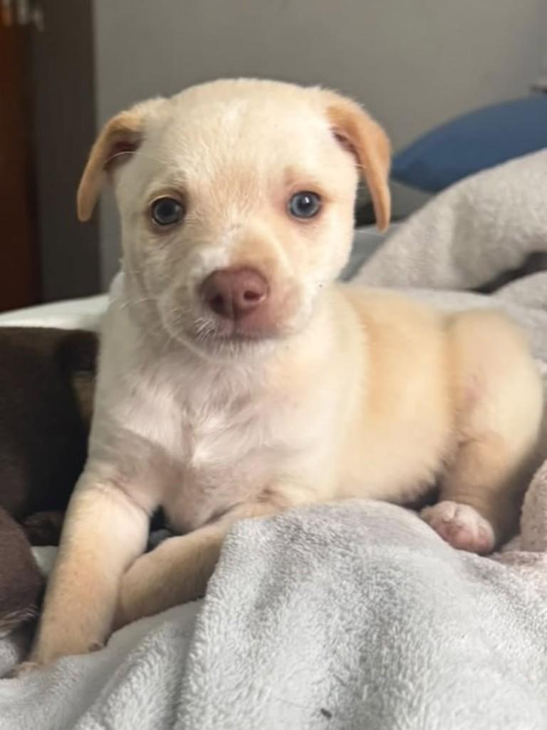 Milk, cachorro de porte médio para adoção em Porto Alegre - RS