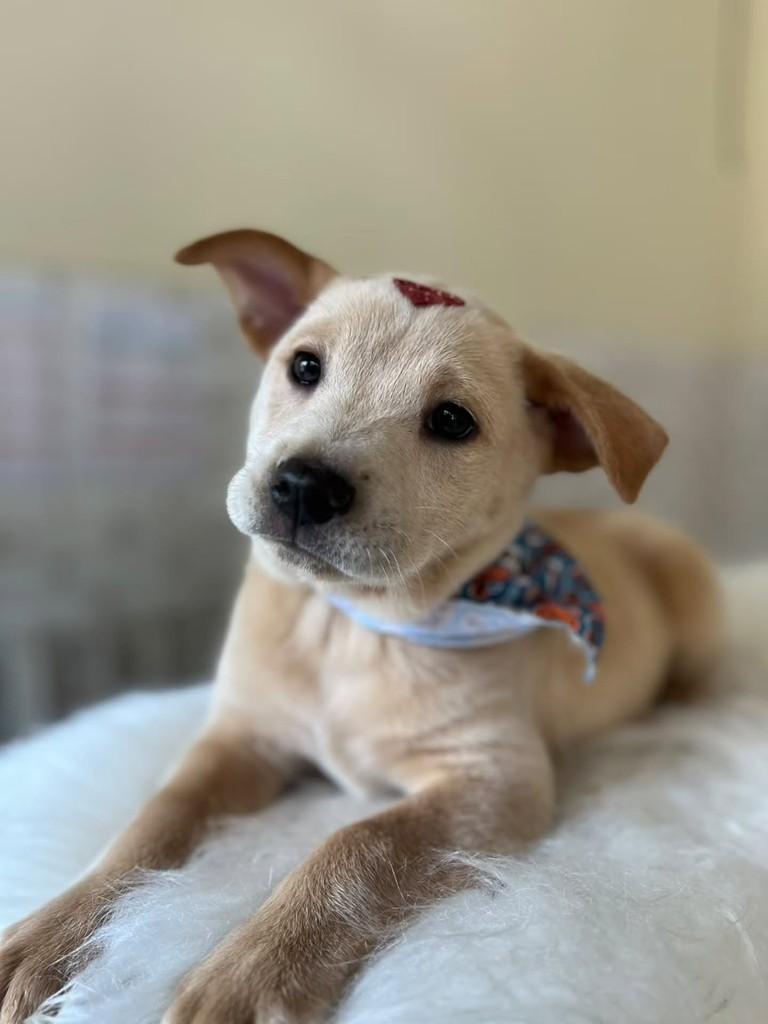 Quindim, cachorro de porte pequeno para adoção em Porto Alegre - RS
