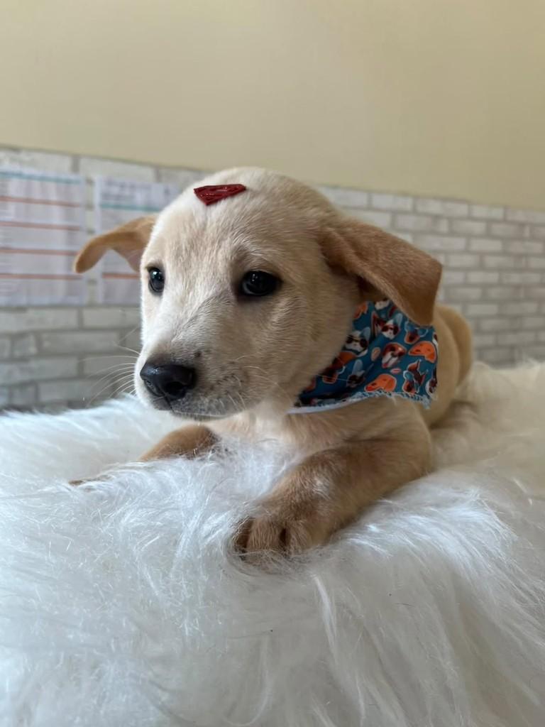 Quindim, cachorro de porte pequeno para adoção em Porto Alegre - RS — foto 2 de 5