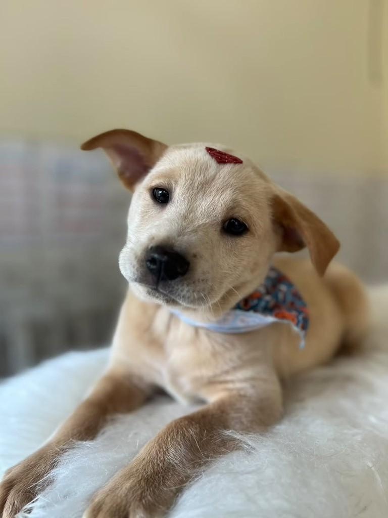 Quindim, cachorro de porte pequeno para adoção em Porto Alegre - RS — foto 3 de 5