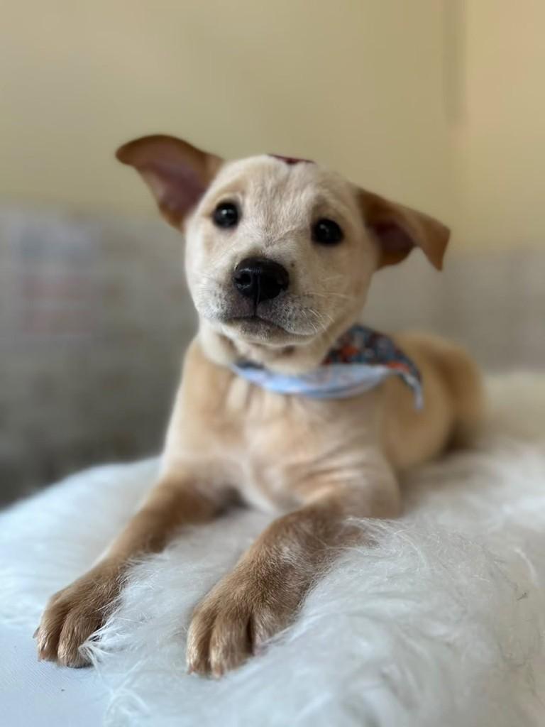 Quindim, cachorro de porte pequeno para adoção em Porto Alegre - RS — foto 4 de 5