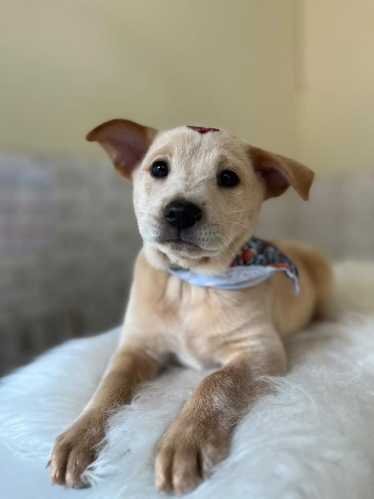 Quindim, cachorro de porte pequeno para adoção em Porto Alegre - RS — foto 5 de 5