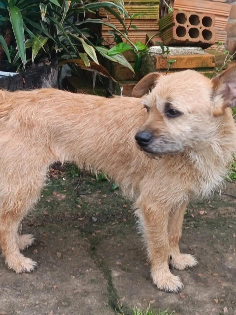 Mel, cadela de porte pequeno para adoção em Porto Alegre - RS