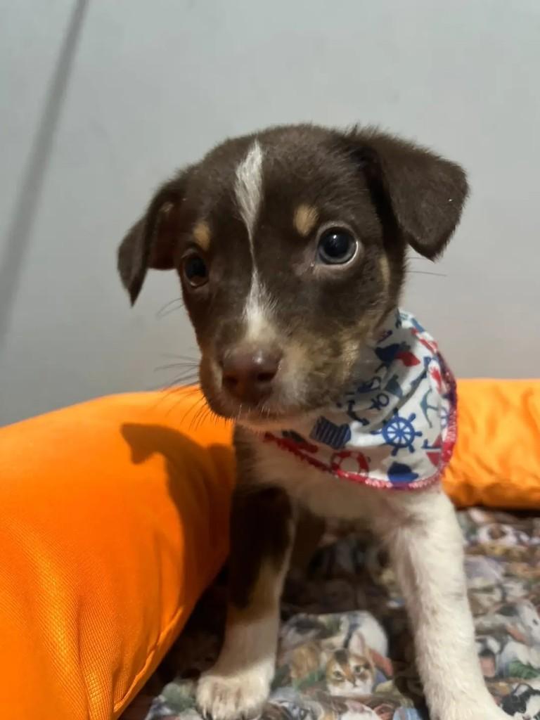 Lucca, cachorro de porte médio para adoção em Porto Alegre - RS