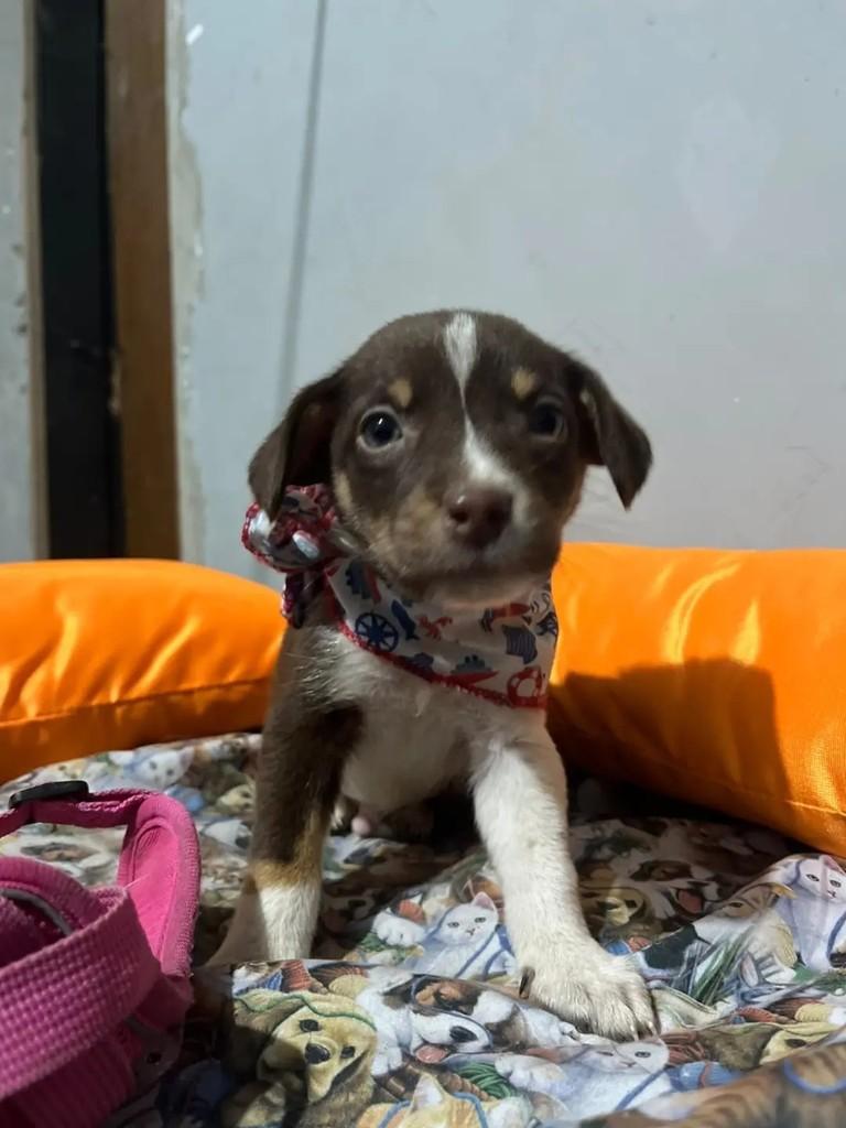 Lucca, cachorro de porte médio para adoção em Porto Alegre - RS — foto 2 de 3