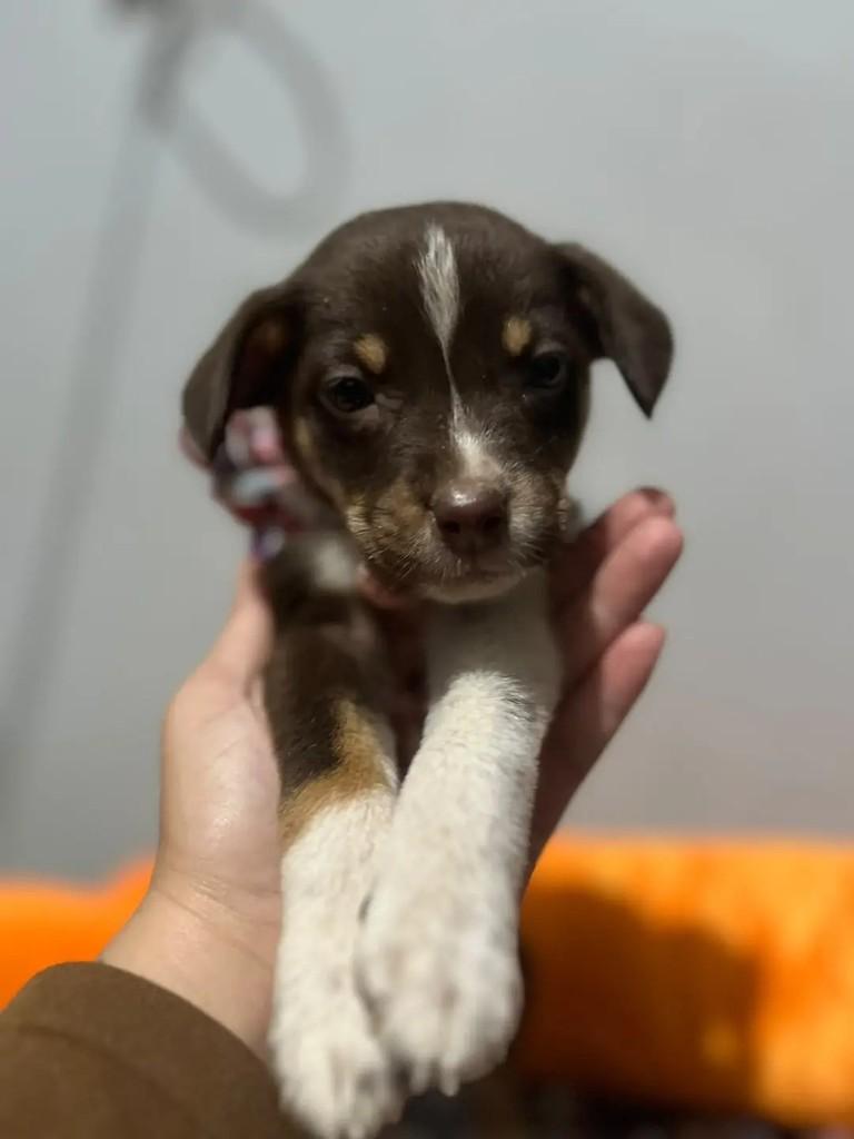 Lucca, cachorro de porte médio para adoção em Porto Alegre - RS — foto 3 de 3
