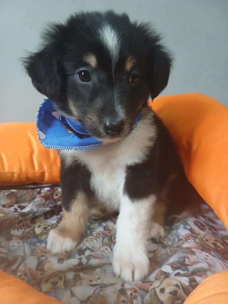 Joaquim, cachorro de porte grande para adoção em Porto Alegre - RS