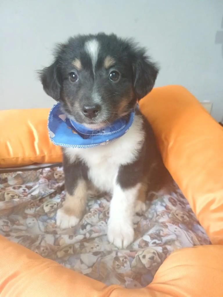 Joaquim, cachorro de porte grande para adoção em Porto Alegre - RS — foto 2 de 6
