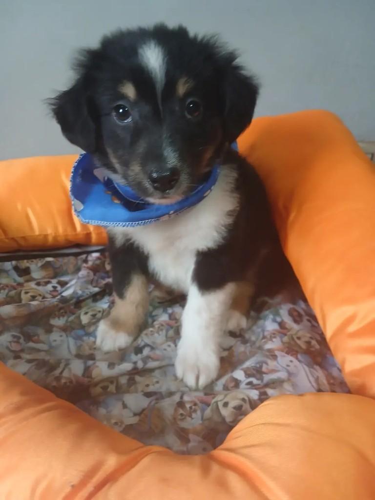 Joaquim, cachorro de porte grande para adoção em Porto Alegre - RS — foto 3 de 6