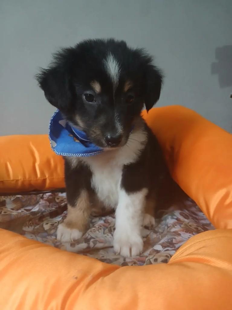 Joaquim, cachorro de porte grande para adoção em Porto Alegre - RS — foto 4 de 6