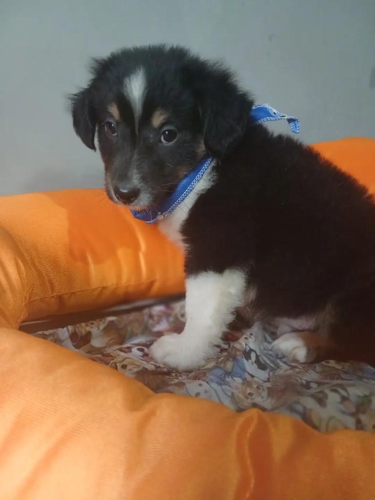 Joaquim, cachorro de porte grande para adoção em Porto Alegre - RS — foto 5 de 6