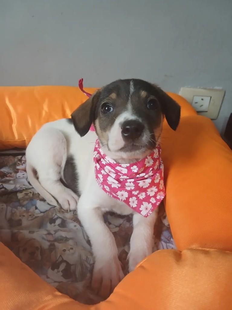 Cecilia, cadela de porte médio para adoção em Porto Alegre - RS