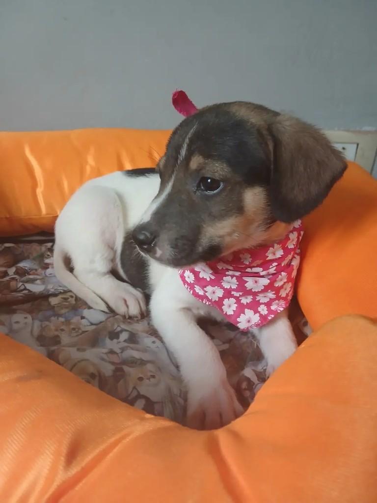 Cecilia, cadela de porte médio para adoção em Porto Alegre - RS — foto 3 de 6